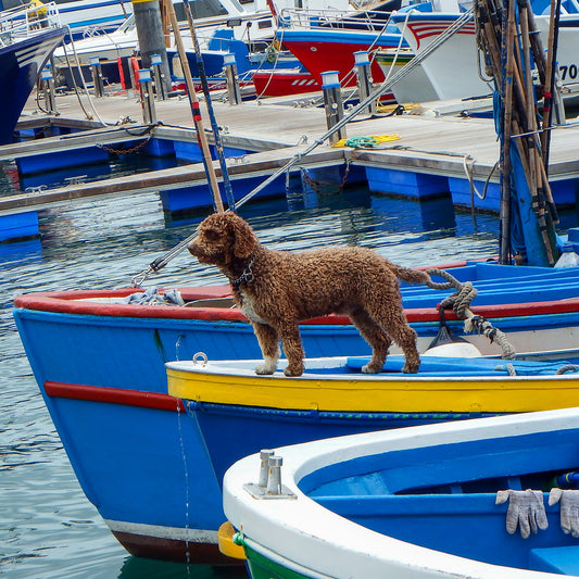 dog boating guide