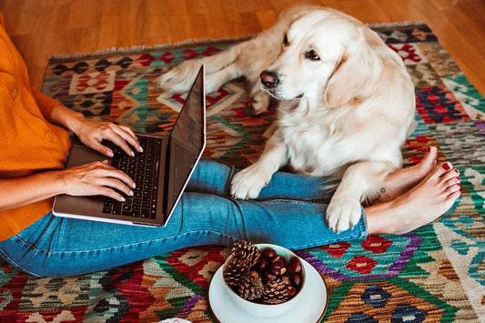 <!--A-012--> 7 Pet Tech Products for Having a Dog and Working 9-5
