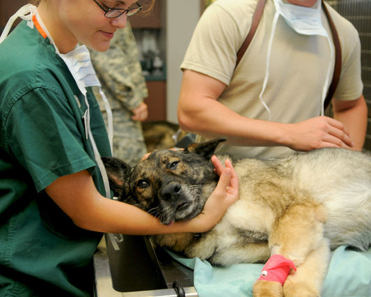 Blog posts Pet Insurance