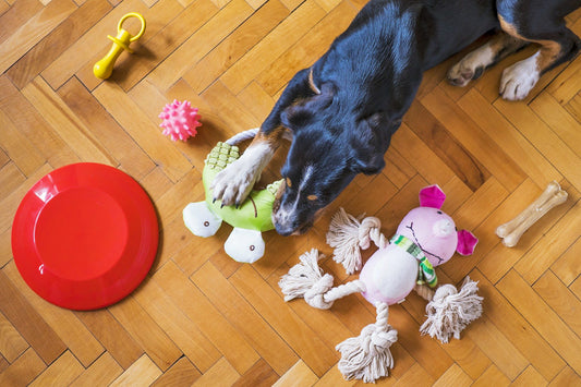 Right Toys for Your Dog