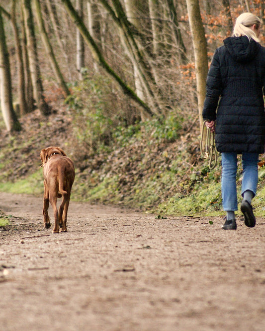 Dog Hiking Guide