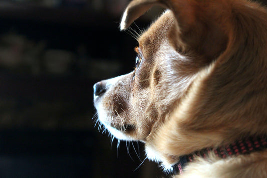 Separation Anxiety In Dogs